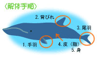 鯨解体手順