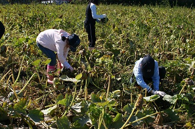 平成18年９月26日 カボチャの収穫作業